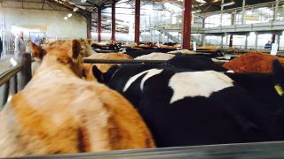 Why are cattle supplies not falling as fast as forecast?
