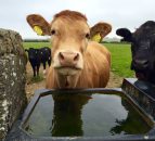 Beef kill falls again (down 36,000 head year to date)
