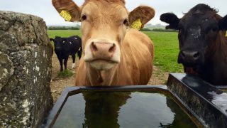 Beef kill falls again (down 36,000 head year to date)