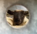 The EU is to vote on banning cloned meat this week