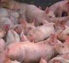 Video: These little piggies did not go to the market - 2,200 piglets escape