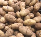 Growers receiving €750/t for new season potatoes