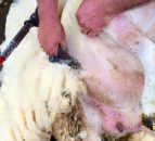 Kent shepherdess to attempt to set world shearing record