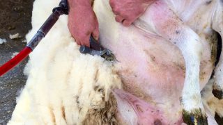 Kent shepherdess to attempt to set world shearing record
