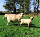 EU sheepmeat imports up 15% from 2014