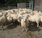 Irish sheepmeat exports to the UK have increased