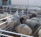 Cost of sheep production to be monitored by Tesco UK