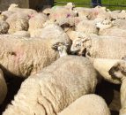 5 tips to ensure you dose sheep correctly