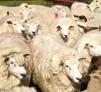 Hundreds of sheep suspected stolen in the 'Mourne' county