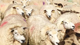 Mild weather leading to early blowfly – farmers advised to treat now