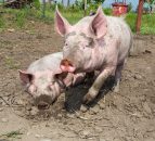Locals object to farm plans for 30,000 pigs