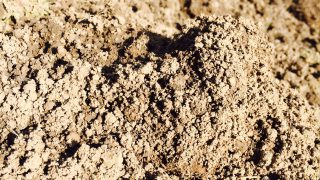 Do you condition score your earthworm populations?