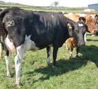 Dairy cull up 7% in Northern Ireland - LMC