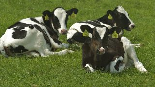 Beef farmers warned dairy-bred calves won’t be as good next year