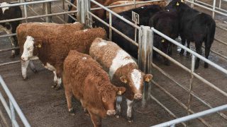 Store cattle up to £50/head back on 2017 – QMS