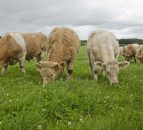 Under 30mth spec here to stay - Beef processors