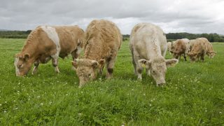 Under 30mth spec here to stay – Beef processors