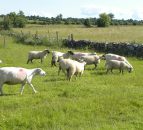 'There is potential for UK lamb on the US market'