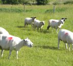 Weak euro sees Irish sheepmeat exports to the UK jump in May