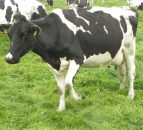 Scottish dairy herds down but total cow numbers up