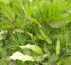Dealing with docks: 'If you can eliminate them more grass will grow in their place'