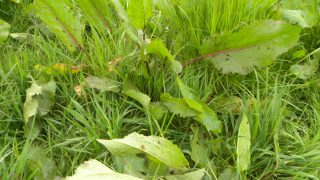 Dealing with docks: ‘If you can eliminate them more grass will grow in their place’