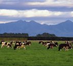 GDT analysis: Weak Chinese demand continues to weigh on dairy trade