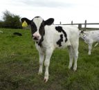 Farmers are using less sexed semen this year (here's why)