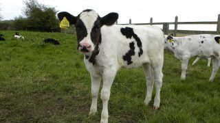Farmers are using less sexed semen this year (here’s why)