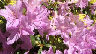 10 simple jobs to ensure your garden is in tip-top shape