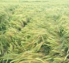 New weed and insect protection options from Dow Agrosciences