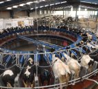 World milk production jumped by 850,000t in first 5 months of 2015