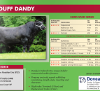 AI bull 'Lisduff Dandy' still in service, says Dovea
