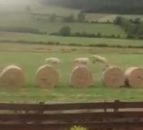 Videos: From woolly jumpers to locking horns