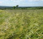 Winter barley growers advised to act now to halt the progress of Sterile Brome