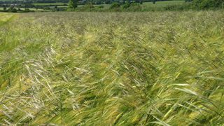 Winter barley growers advised to act now to halt the progress of Sterile Brome