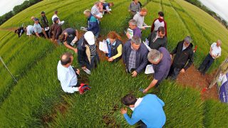 ‘Tillage farmers’ margins increase with hybrids’