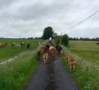 Beef farmers in Northern Ireland lose £2m due to over-age cattle - LMC