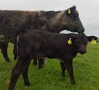 New 'name and shame' policy helps reduce number of BVD PIs on farms by 42%