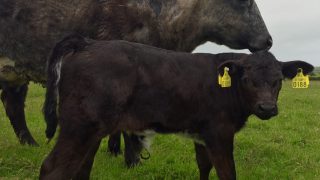 New ‘name and shame’ policy helps reduce number of BVD PIs on farms by 42%