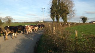 Poll results: 1 in 5 still haven’t got their cows out