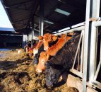 Why silage analysis is key for beef finishers