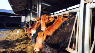 Why silage analysis is key for beef finishers