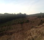 'Planting just uplands is not enough to combat carbon emissions'