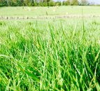 Grass advice: Building grass for the autumn well under way