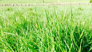 ‘Just because you don’t live in Cork doesn’t mean you can’t grow lots of grass’