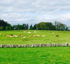 FUW welcomes announcement of TB programme board members