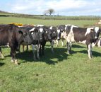 'Heifer care often overlooked in digital dermatitis management'