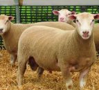 Meatlinc sheep breed showcased for the first time in Ireland