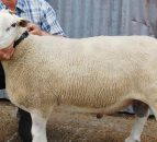 5 things to check on your ram before breeding season